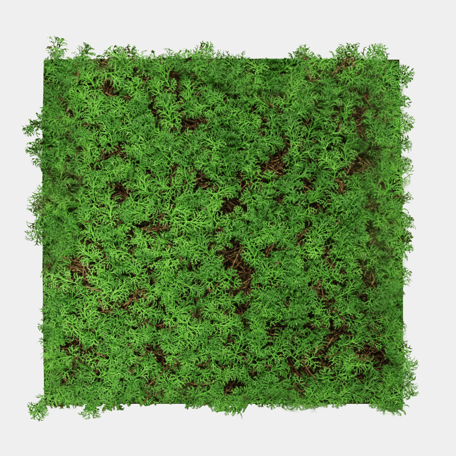 Akoestisch Plantpaneel 52x52cm - Thuja Tea Tree